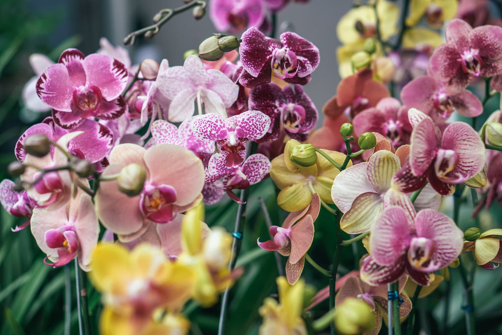 Orchids 101: Beginner's Guide to Growing and Caring