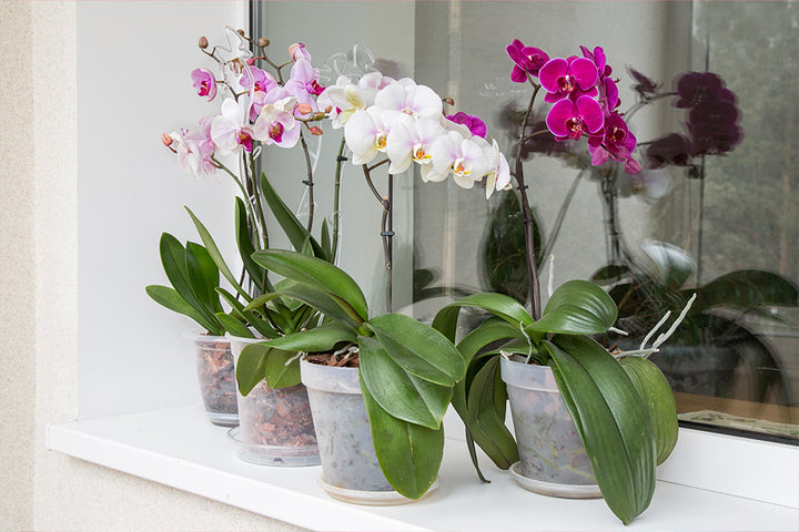 Exquisite Orchids in Dubai: Embracing Elegance and Beauty | 800 Flower