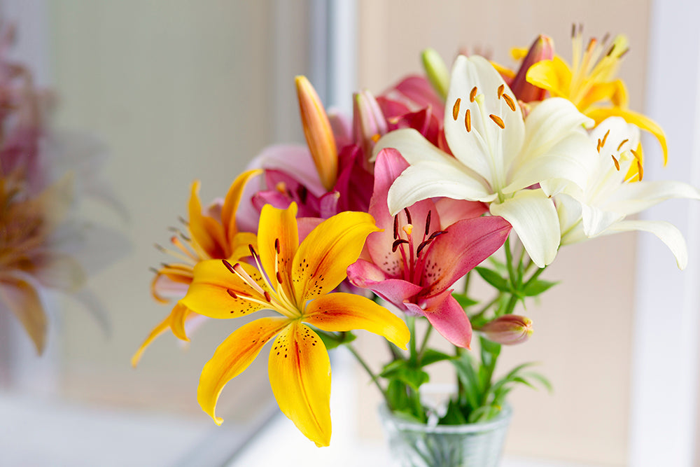 Purchase Exotic Lilies From Dubai's Top Flower Shop