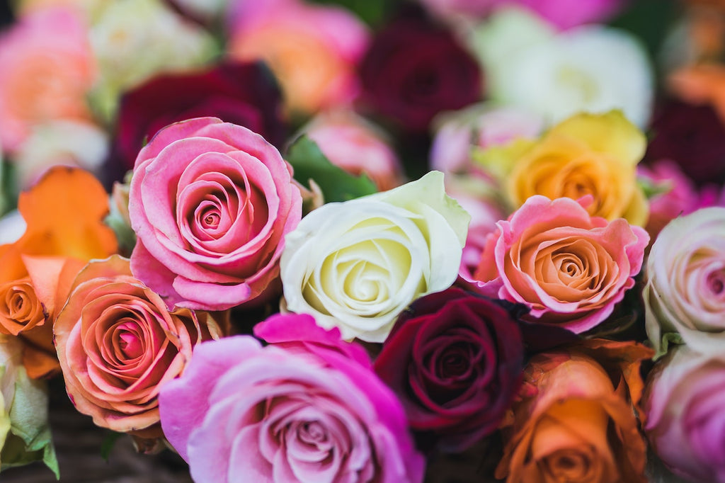Buying fresh roses to your home with Roses Delivery Dubai.
