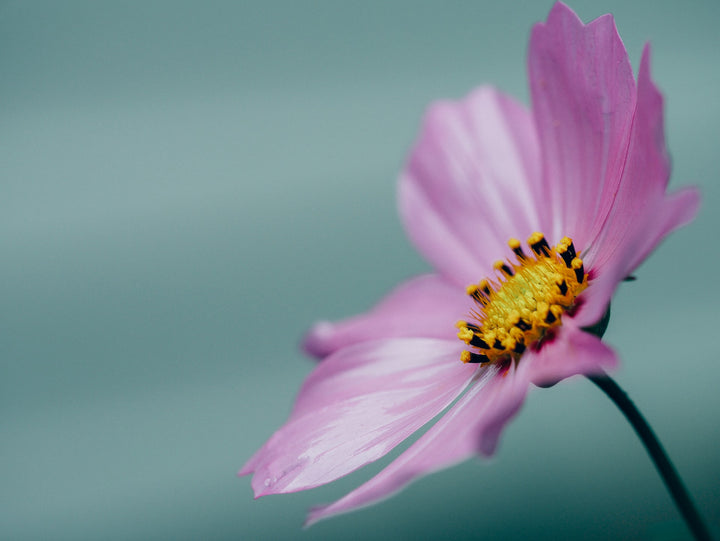 How to send flowers to Dubai from outside the Emirate | 800 Flower