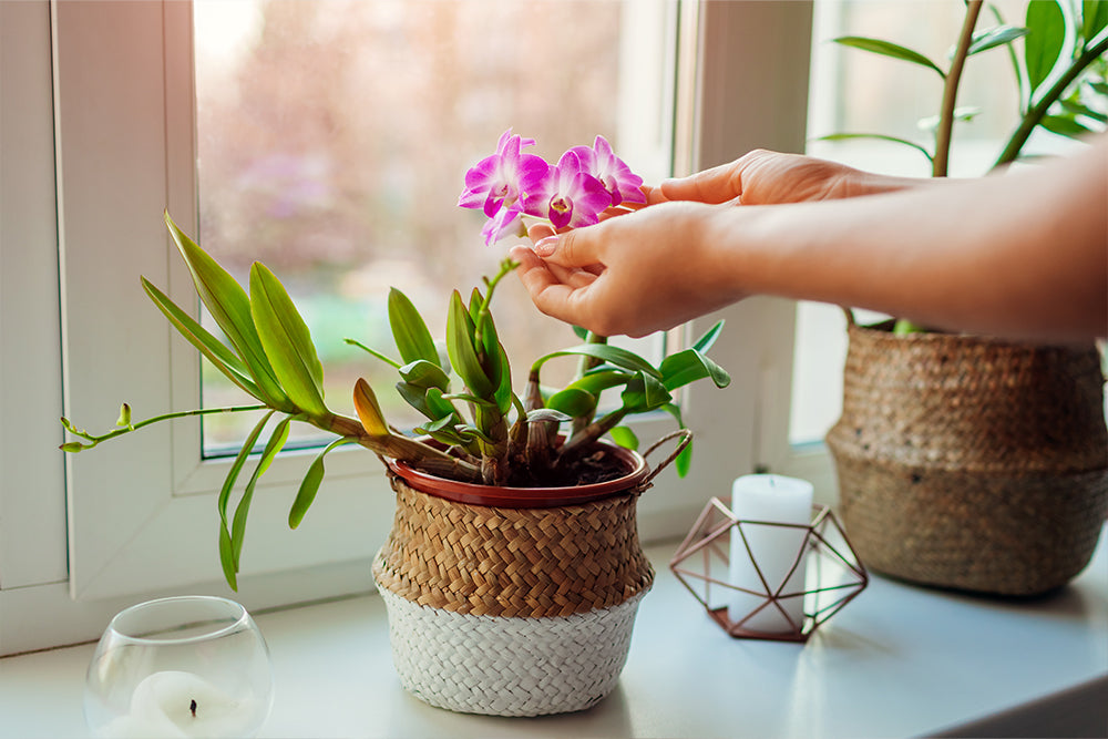 Discover the Beauty and Benefits of Indoor Flower Power for Your Home