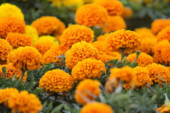 Know All About October Birth Flowers Dubai - 800 Flower Dubai