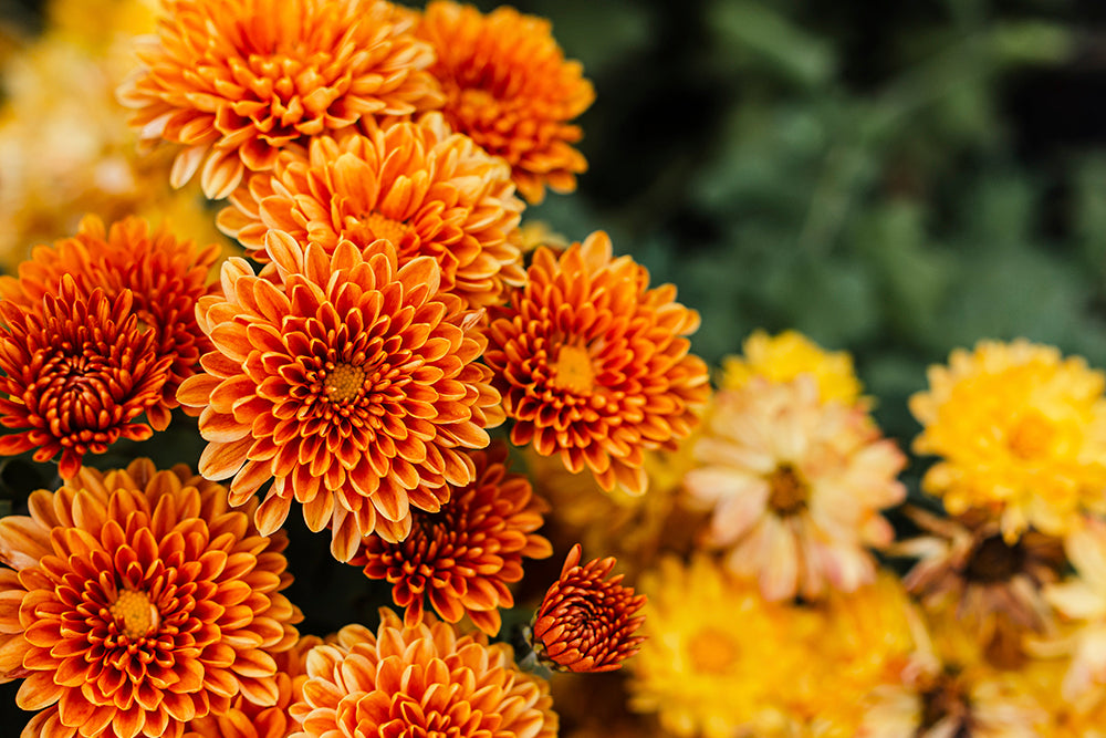 What are some facts about chrysanthemums?