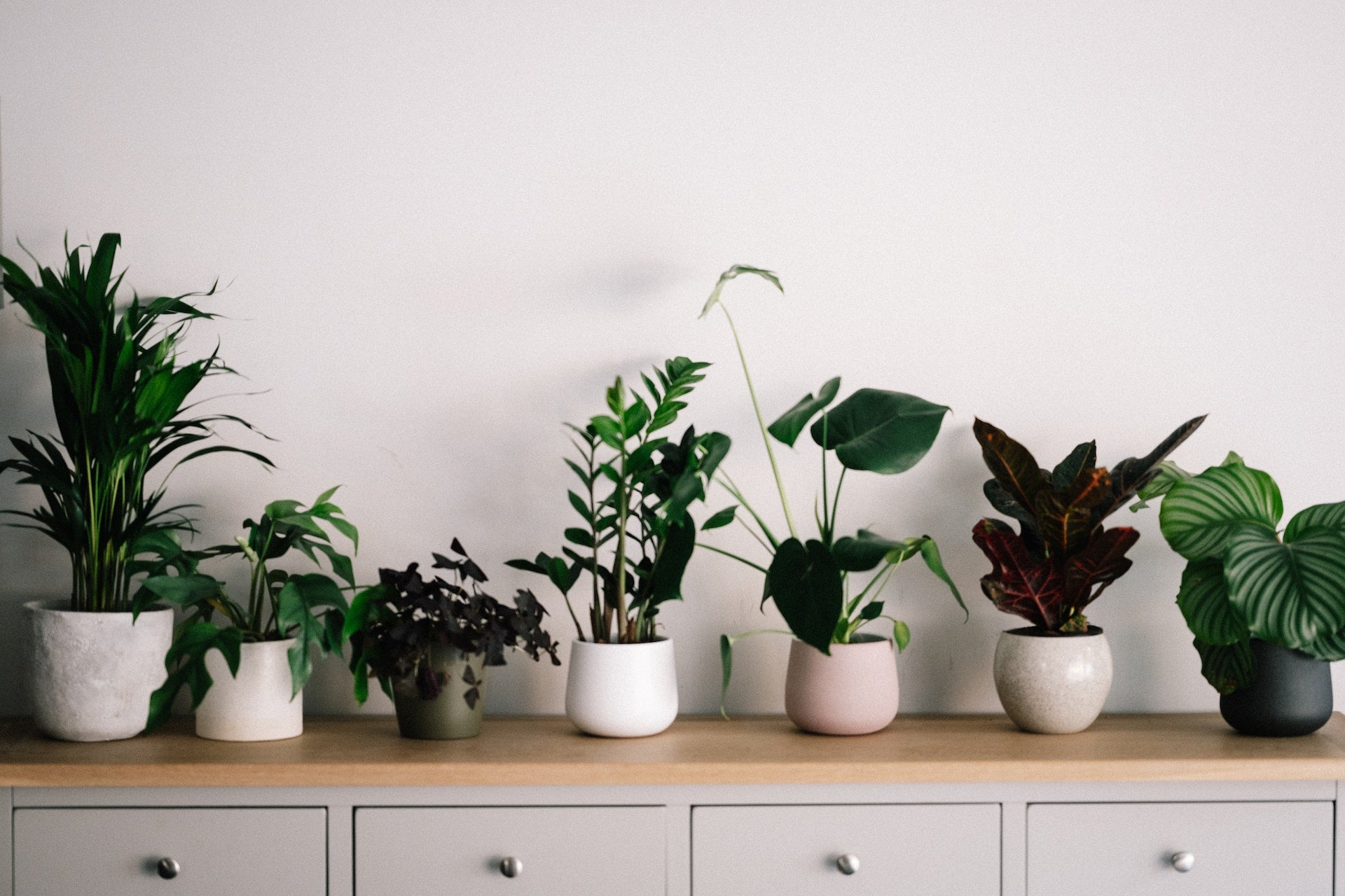 Looking for Air-Purifying Plants in Dubai? Explore Our Healthier Options | 800 Flower