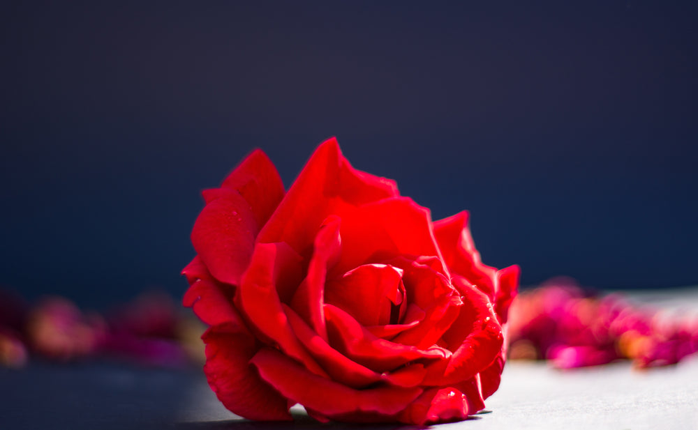 Did You Know The Meaning Of a Red Rose |  800 Flower Dubai