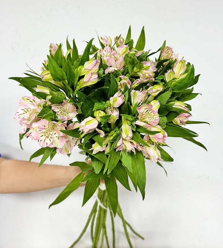 10 Alestromeria Pink