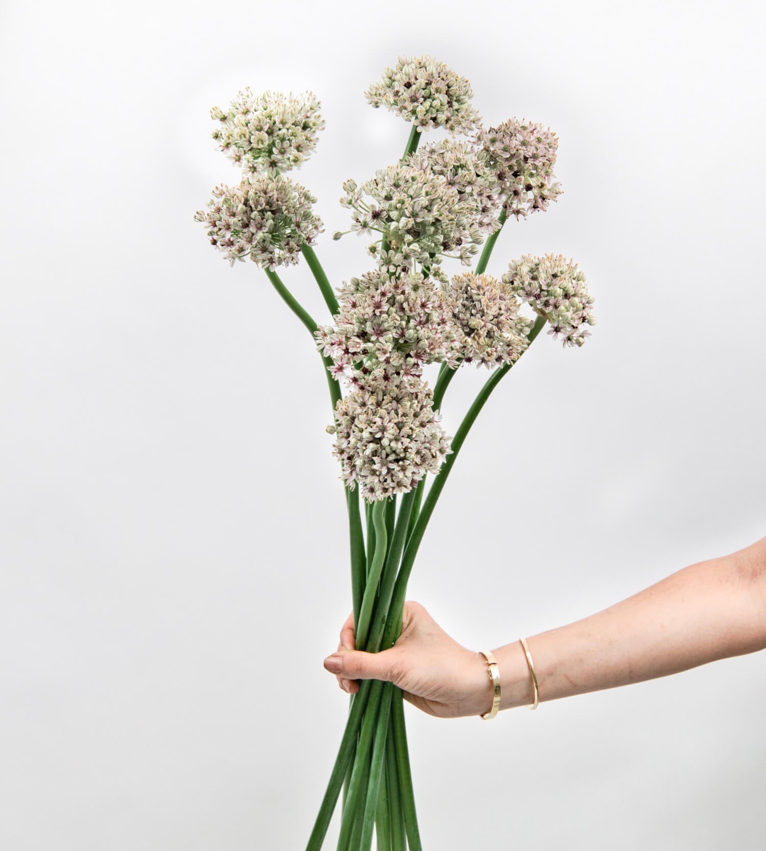 10 Stem Allium Silverspring White