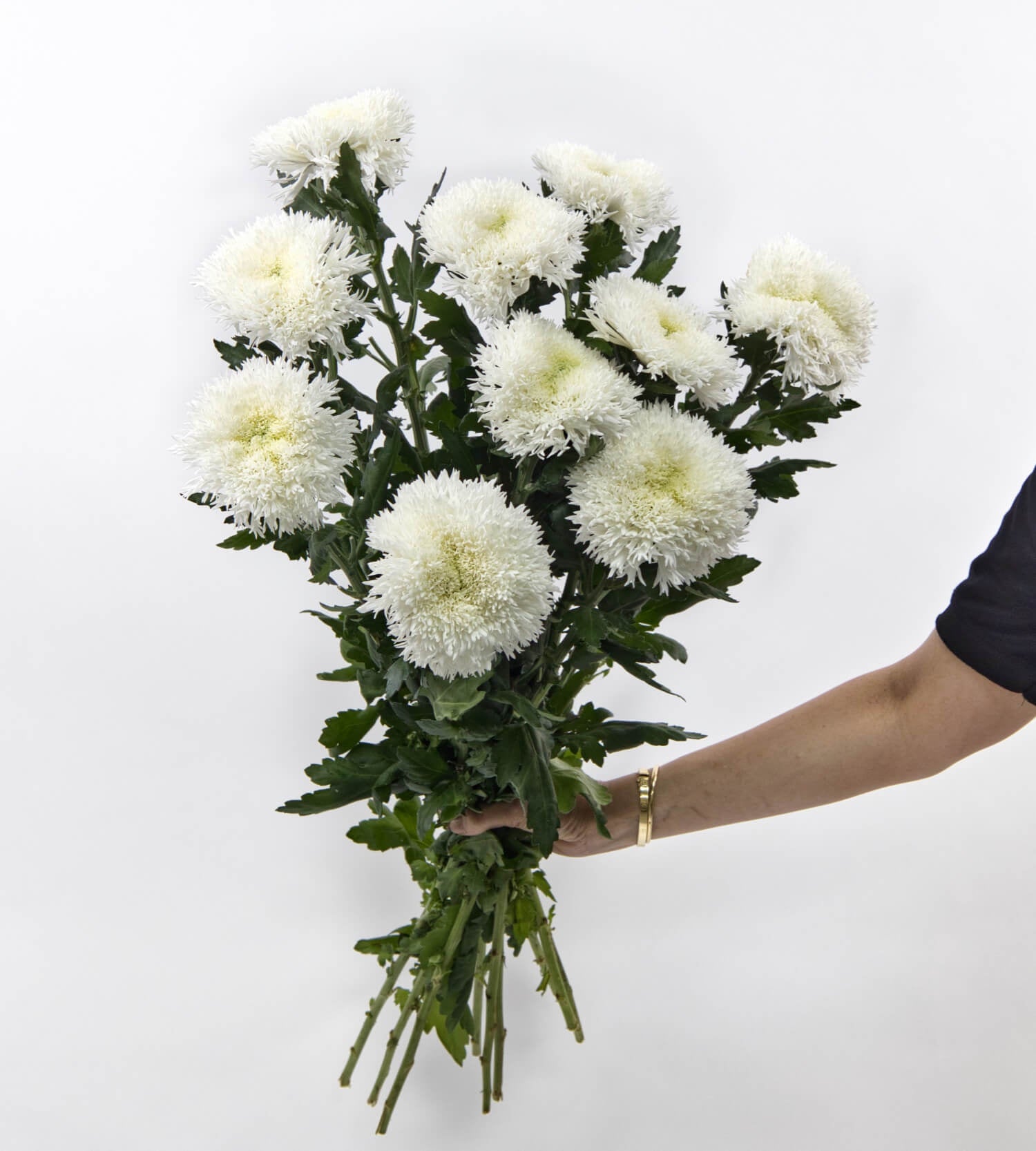 10 Stem Chrysanthemum BL Etrusko White