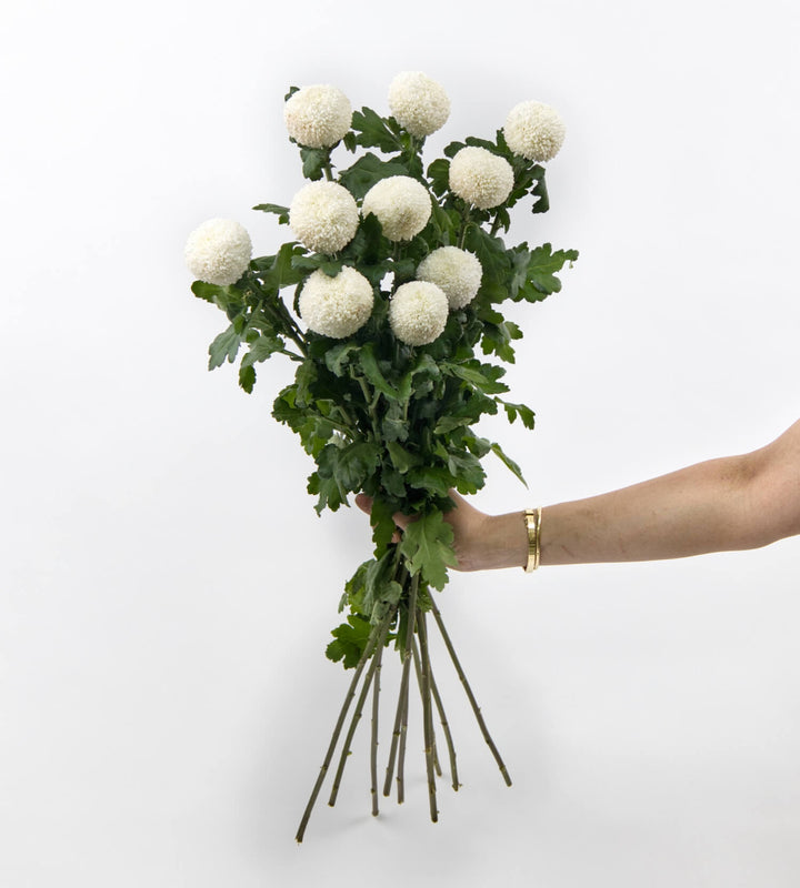 10 Stem Chrysanthemum Ping Pong White