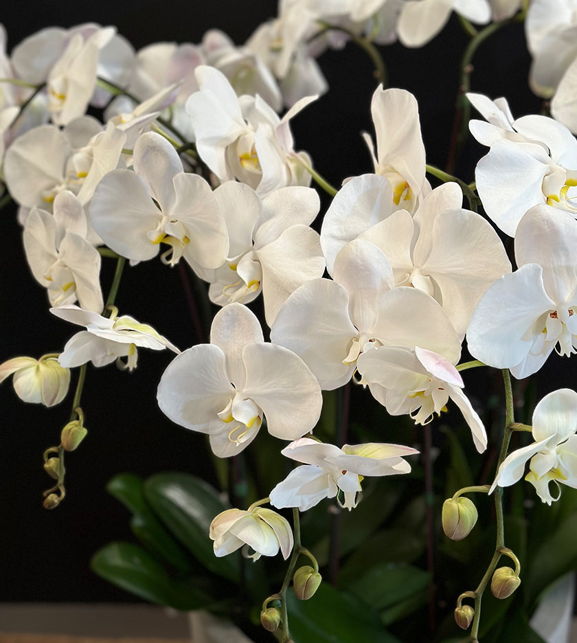 Exotic 12 White Orchid in White Pot