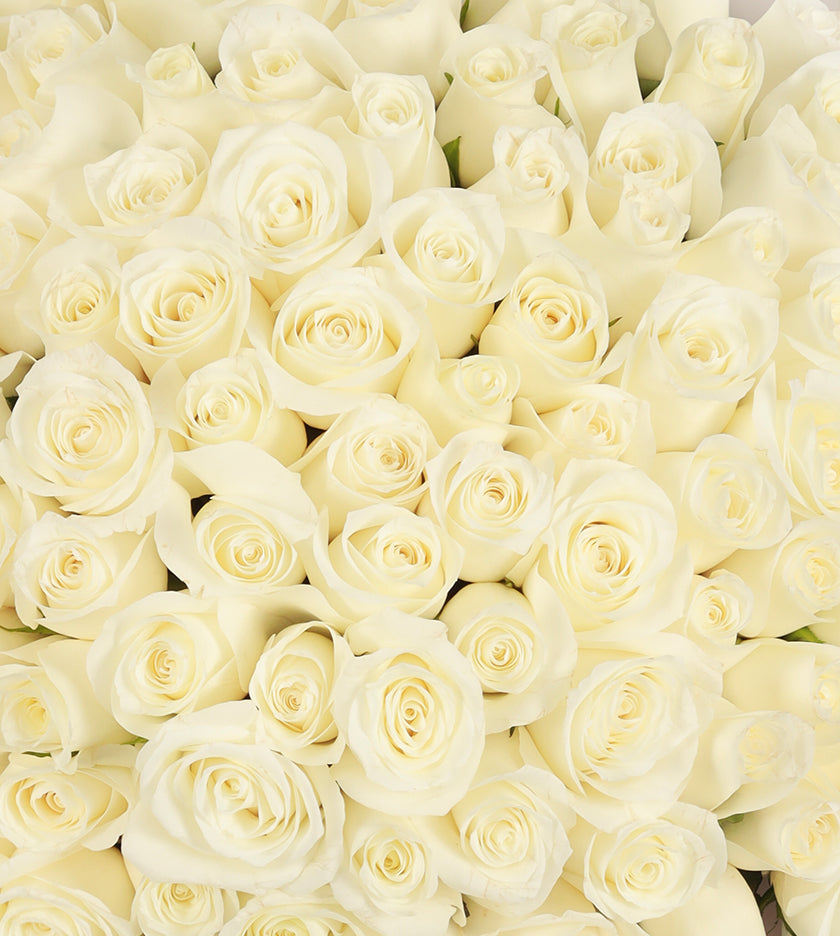 100 White Roses