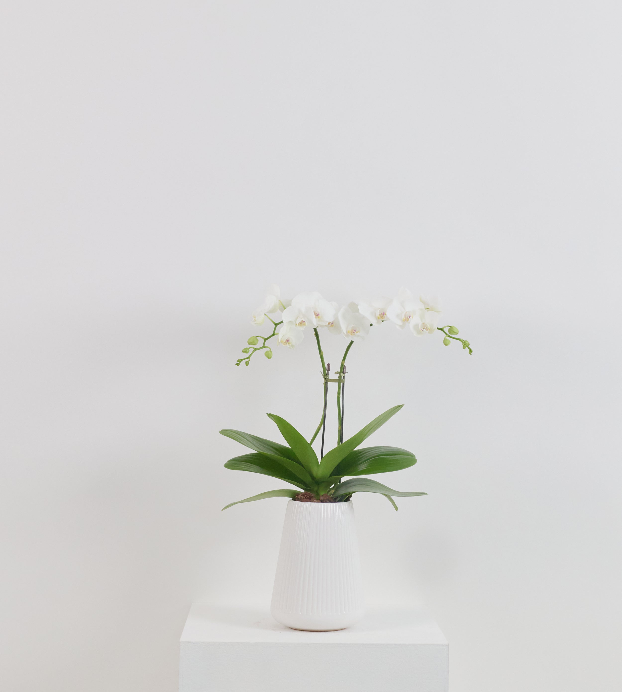 Маленькая орхидея