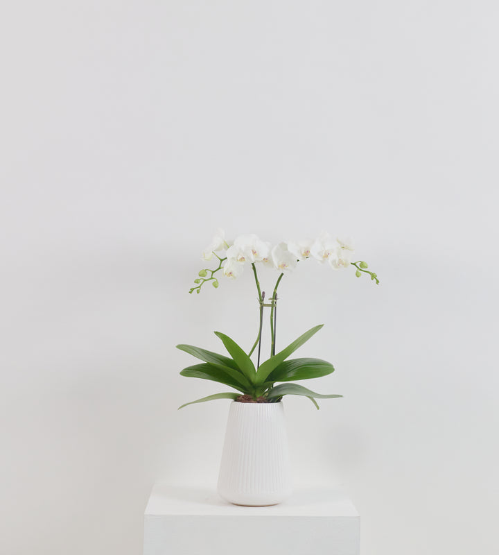 Маленькая орхидея