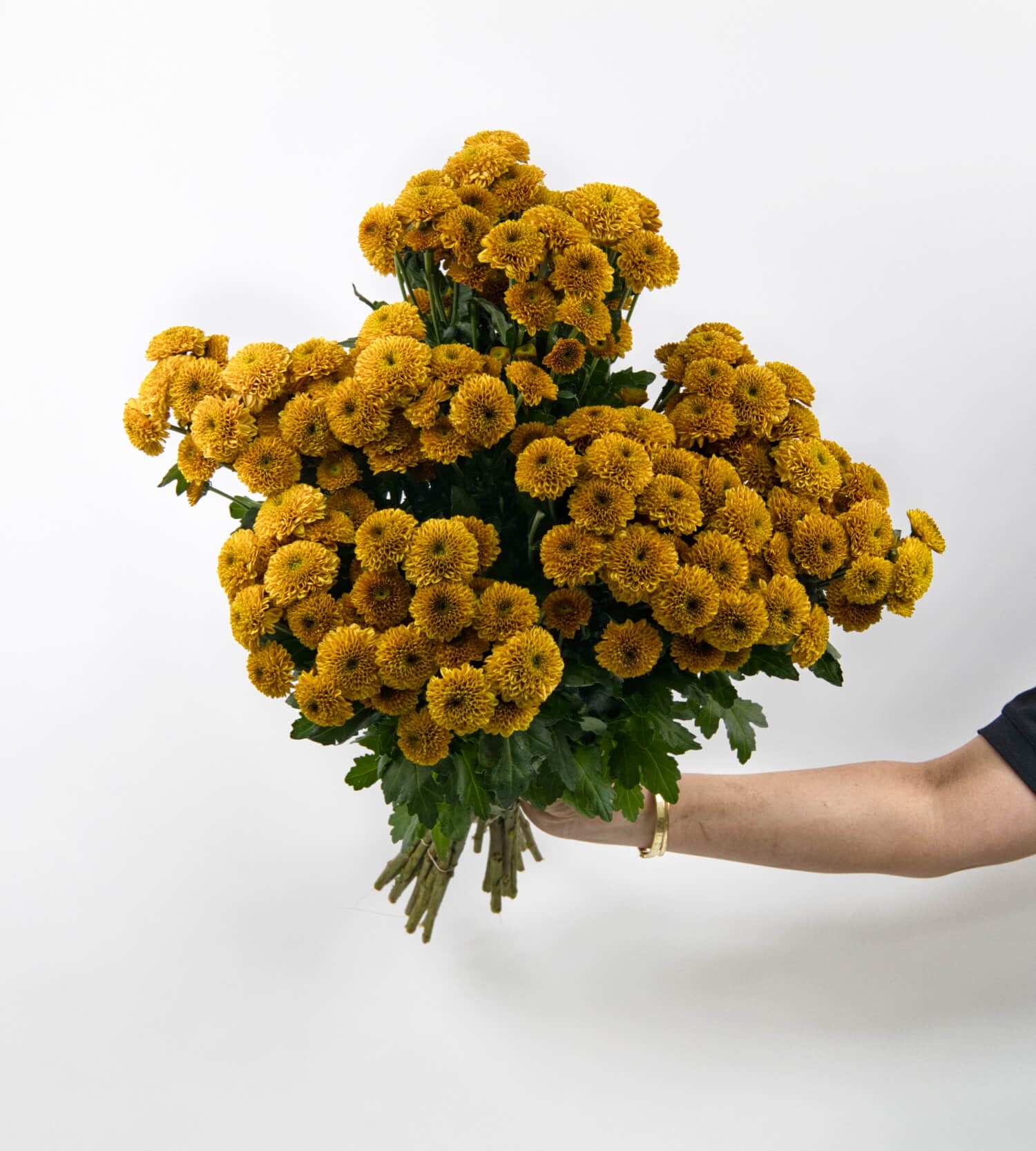 25 Stem Chrysanthemum S Aaa Doria Orange