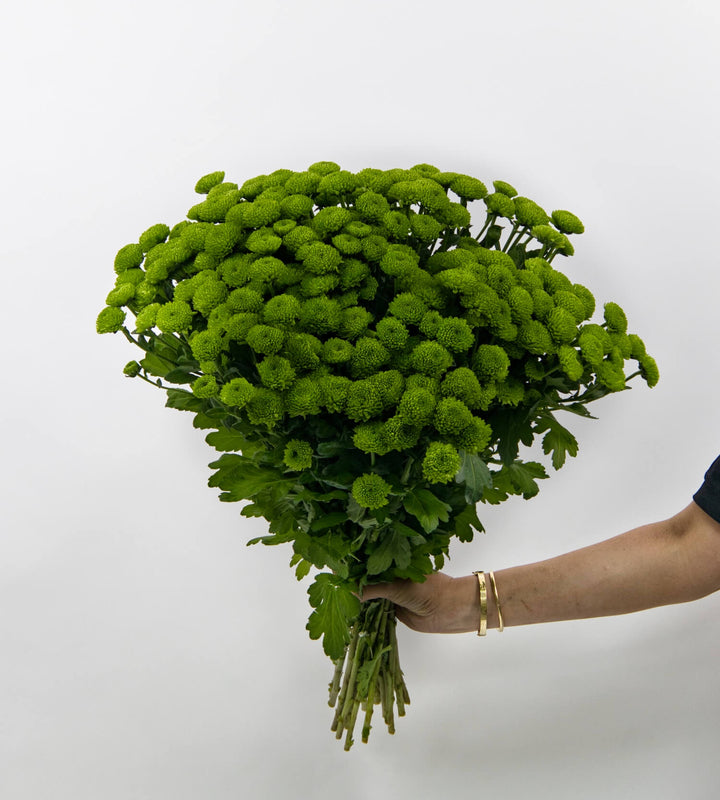 25 Stem Chrysanthemum Sautini Country