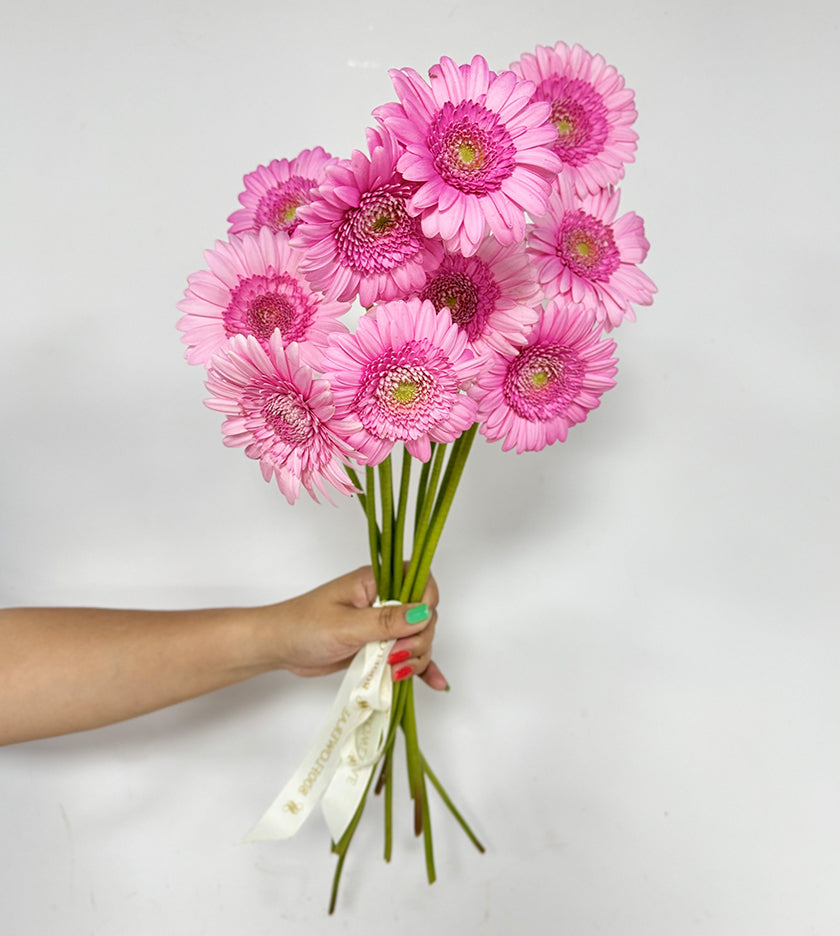 10 Gerbera pink