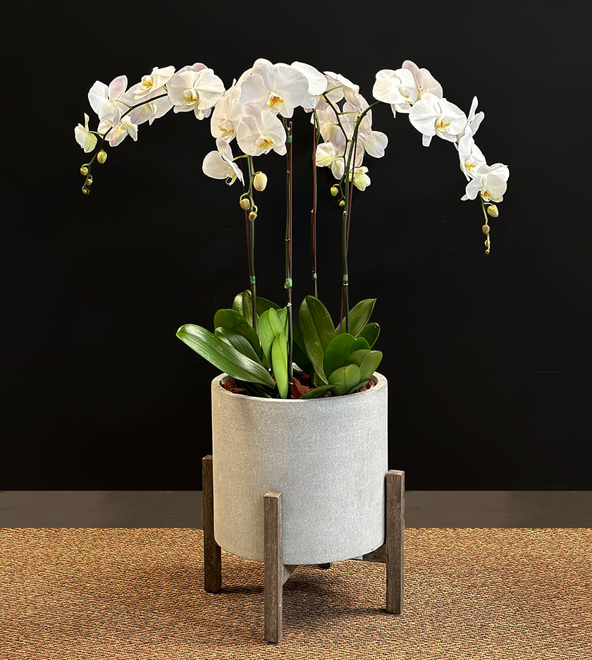 Exotic 4 White Orchid in Grey Pot