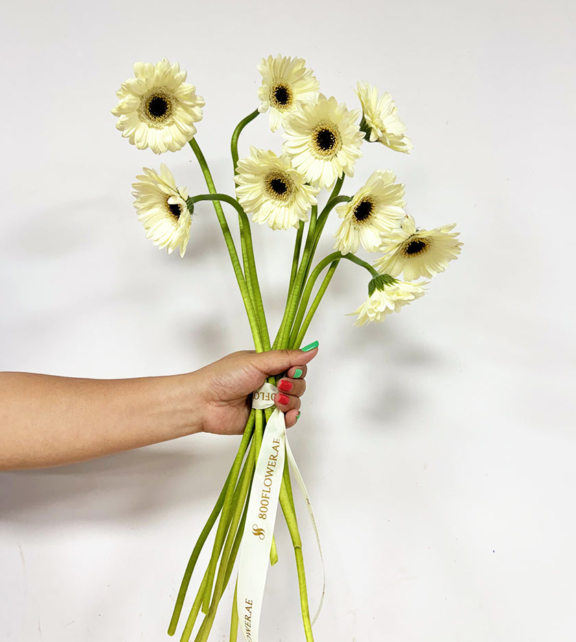 10 Gerbera White