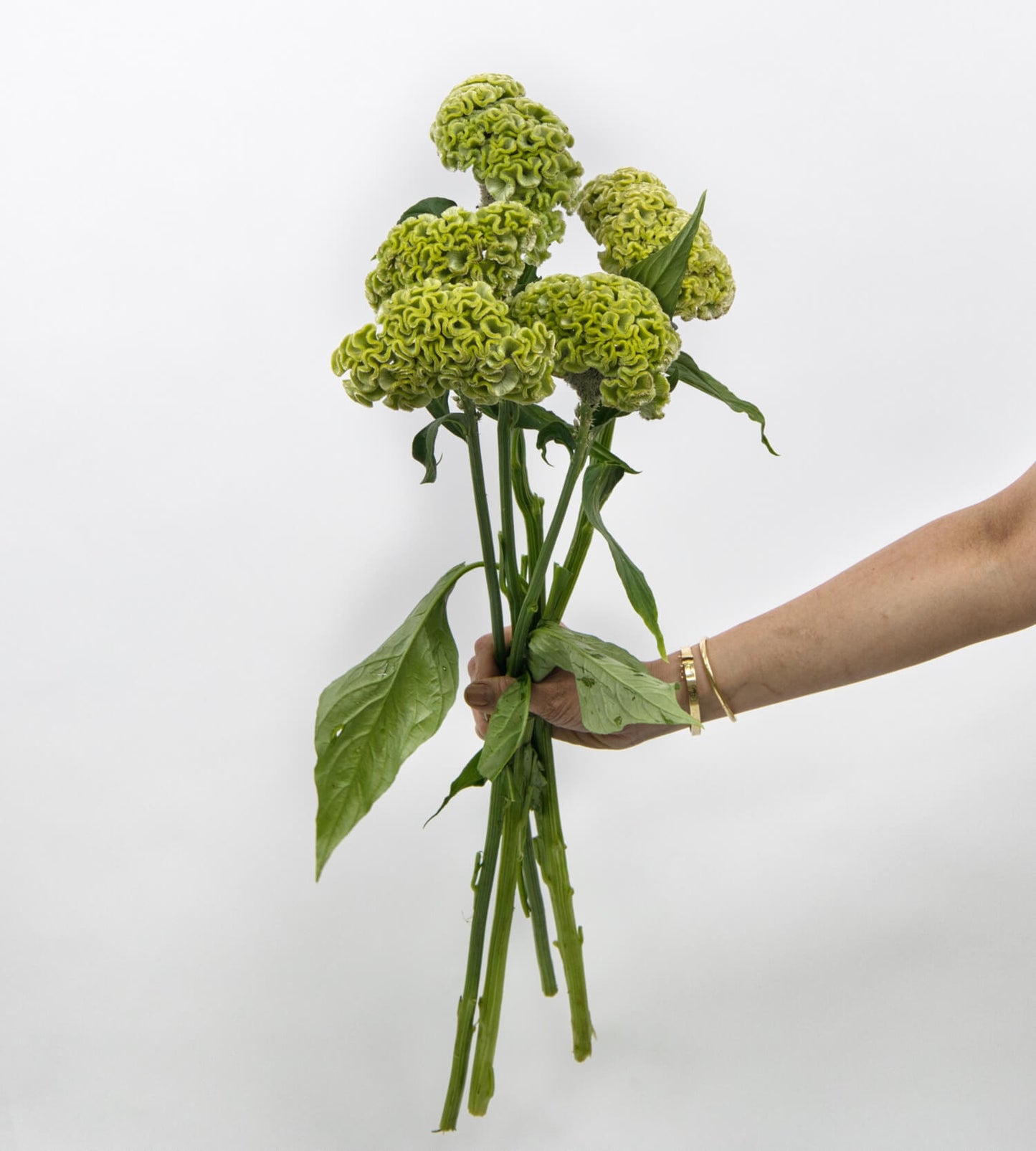 5 Stem Celosia C Act Verda