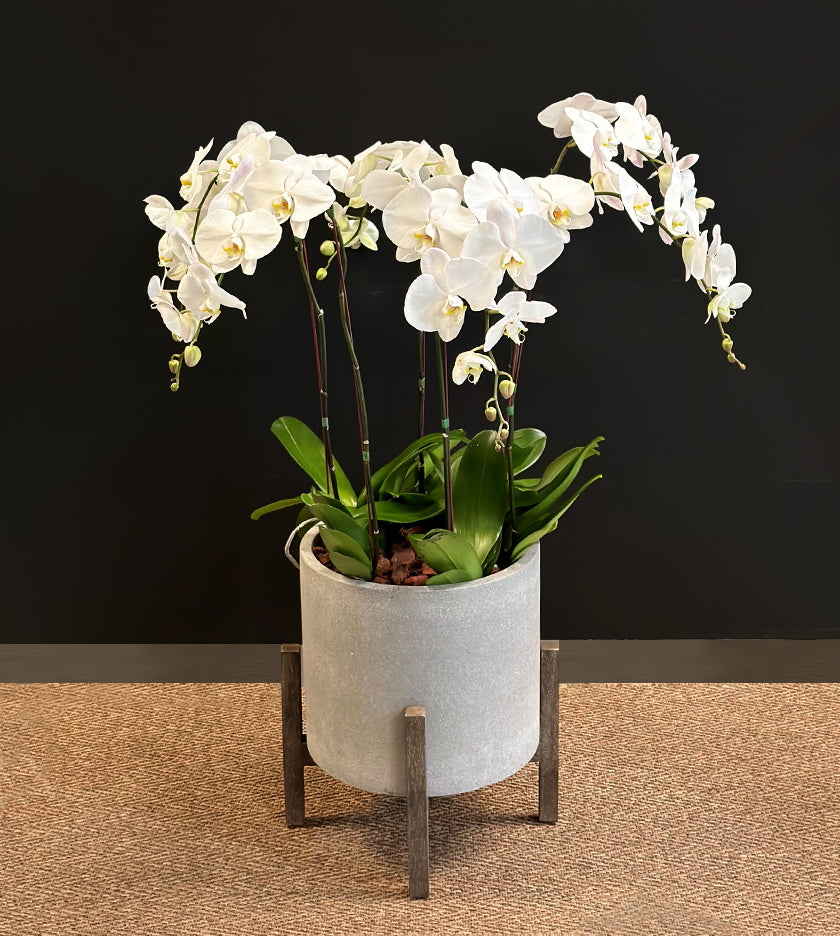 Exotic 6 White Orchid in Grey Pot
