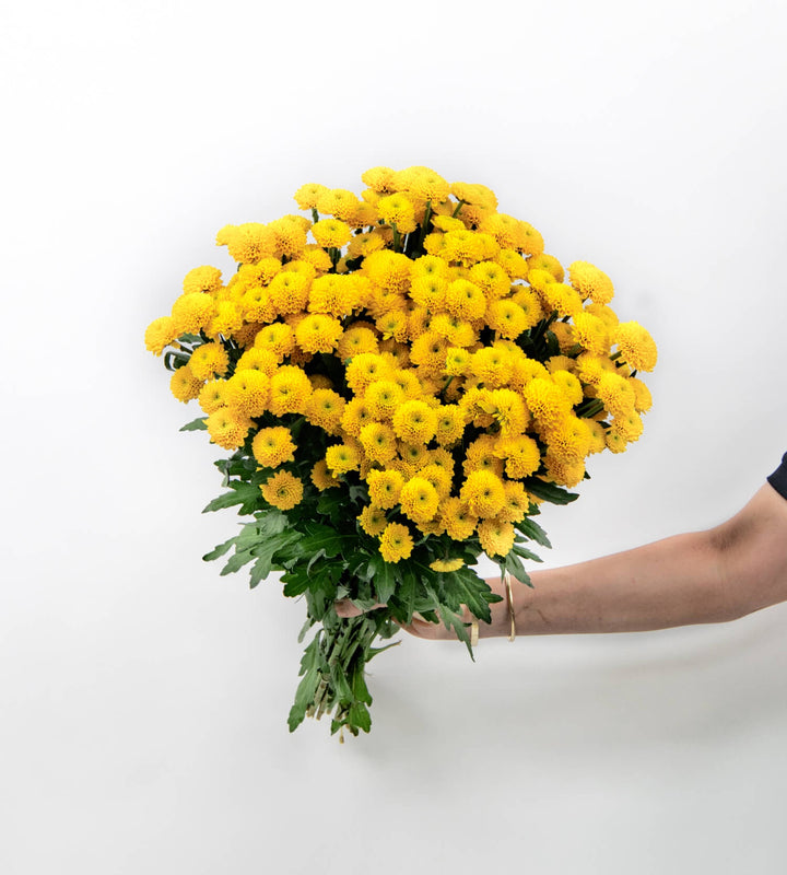 25 Stem Chrysanthemum S Aaa Aurinko Yellow