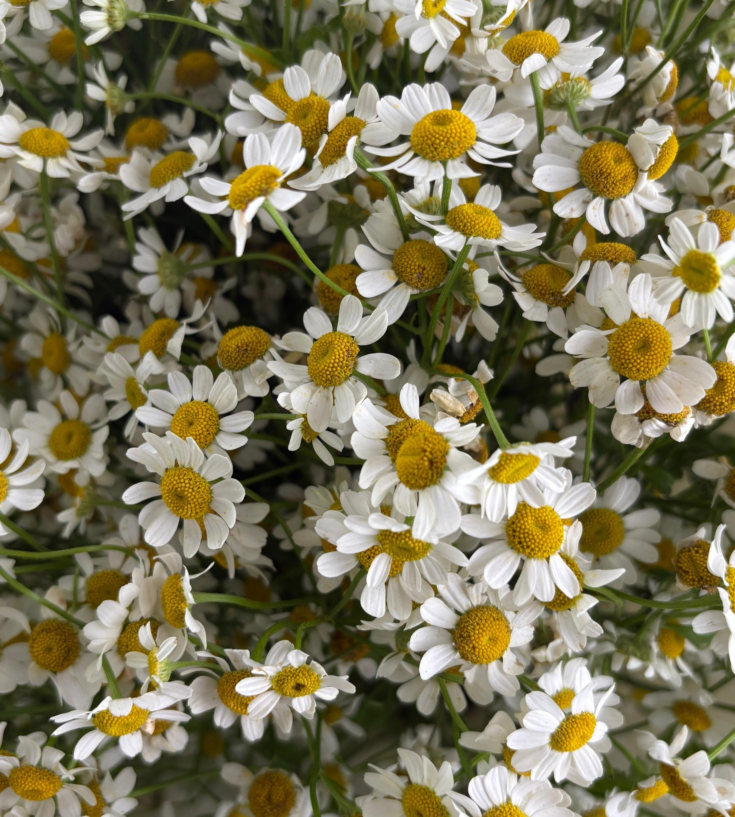 Chamomile Charm