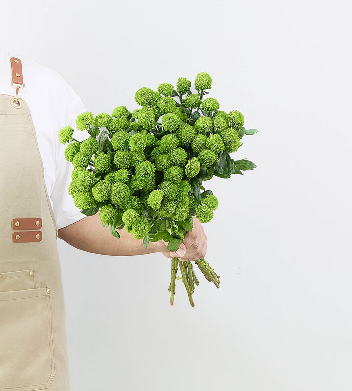 25 Stem Chrysanthemum Sautini Country