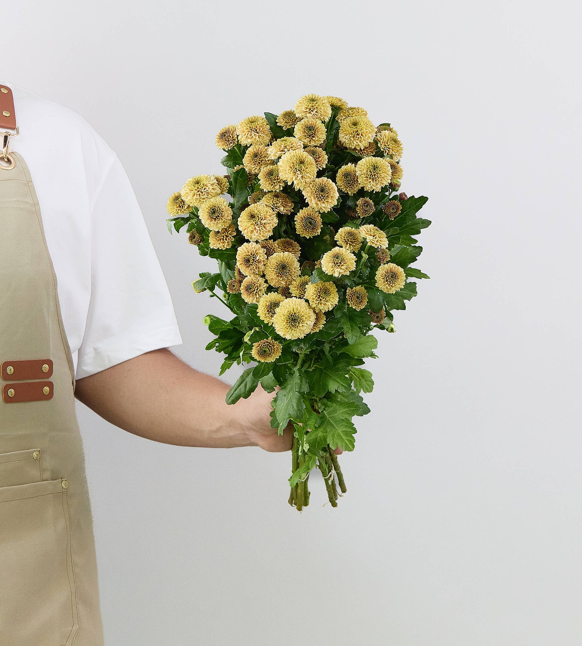 25 Stem Chrysanth Santini Doria Salmon