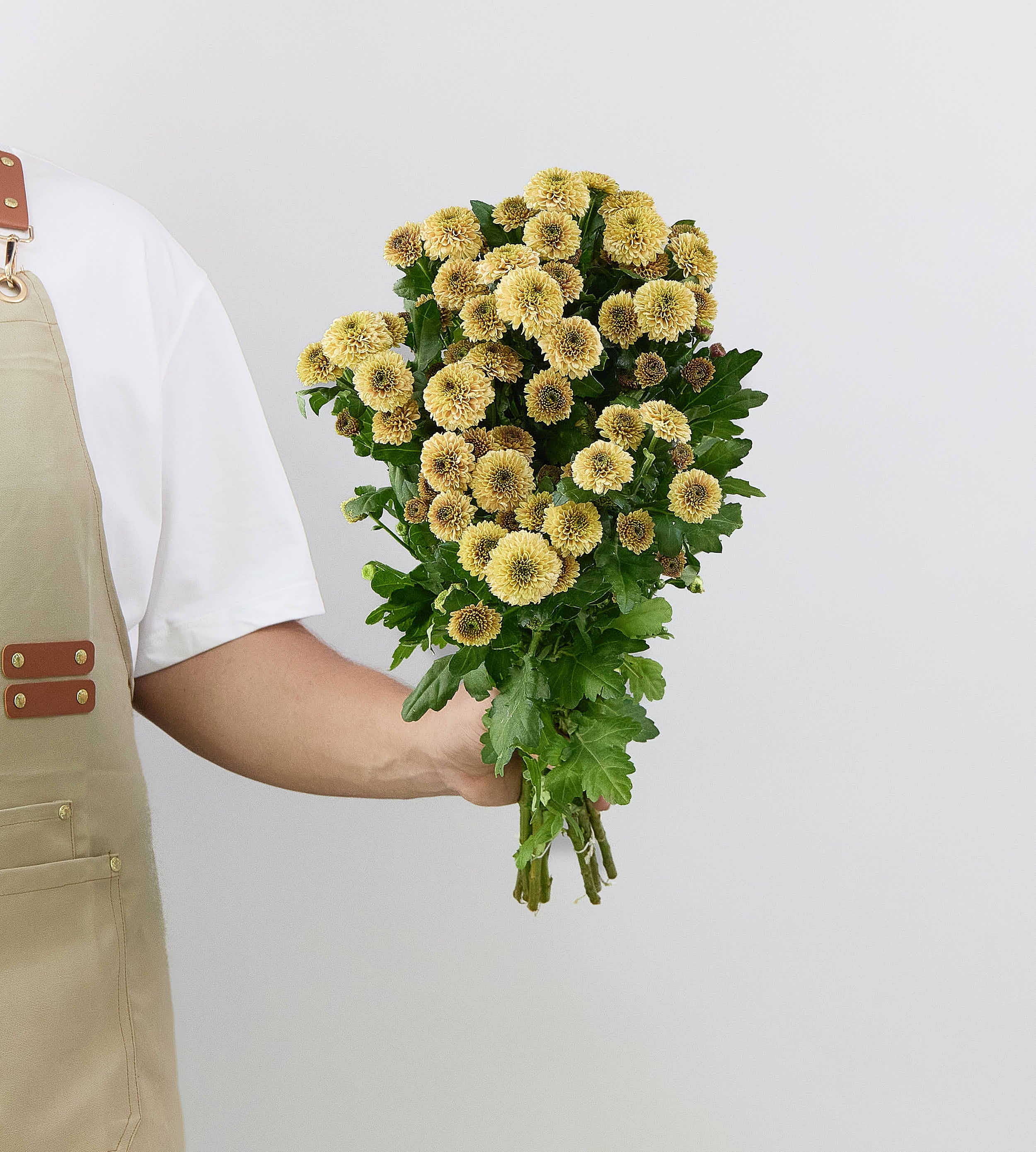 25 Stem Chrysanth Santini Doria Salmon