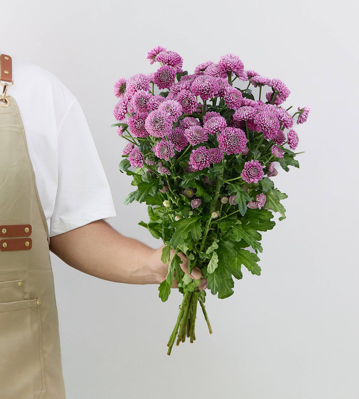 25 Stem Chrysanthemum S Ellison Pink