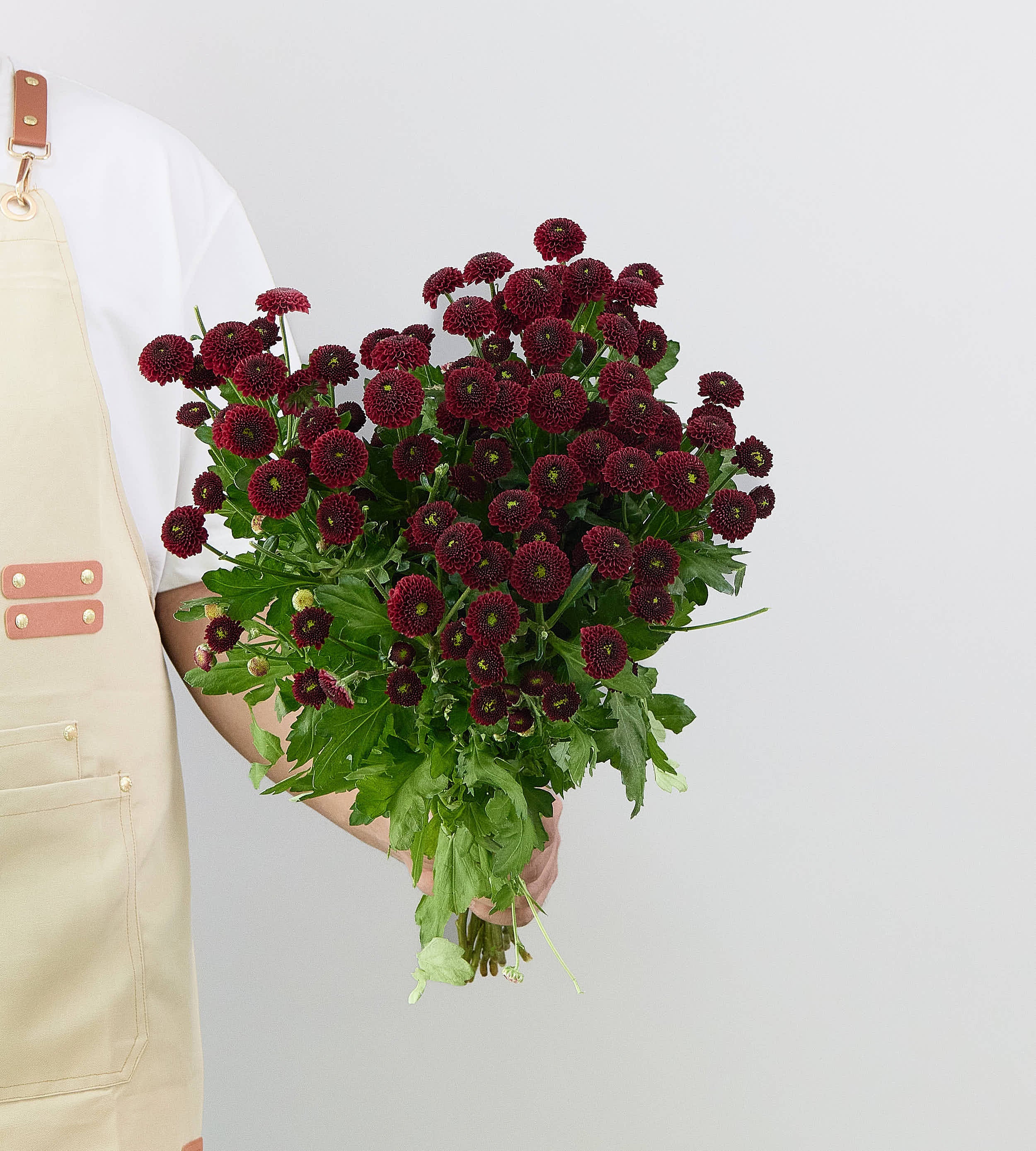 25 Stem Chrysanth Santini Purpetta Red