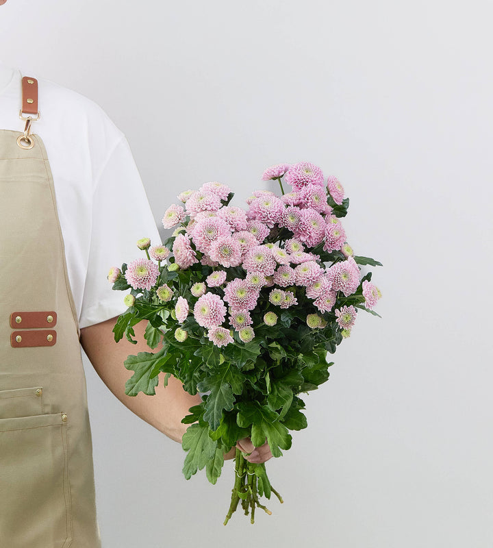 25 Stem Chrysanth Santini Ellison Sweet