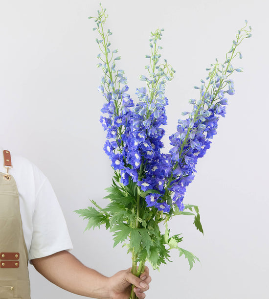 10 Stems Delphinium Dewi Navy Blue 100cm