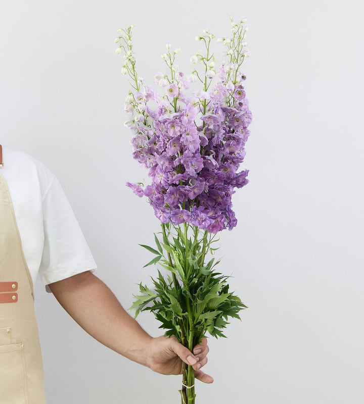 10 Stems Delphinium Magenta Mojo