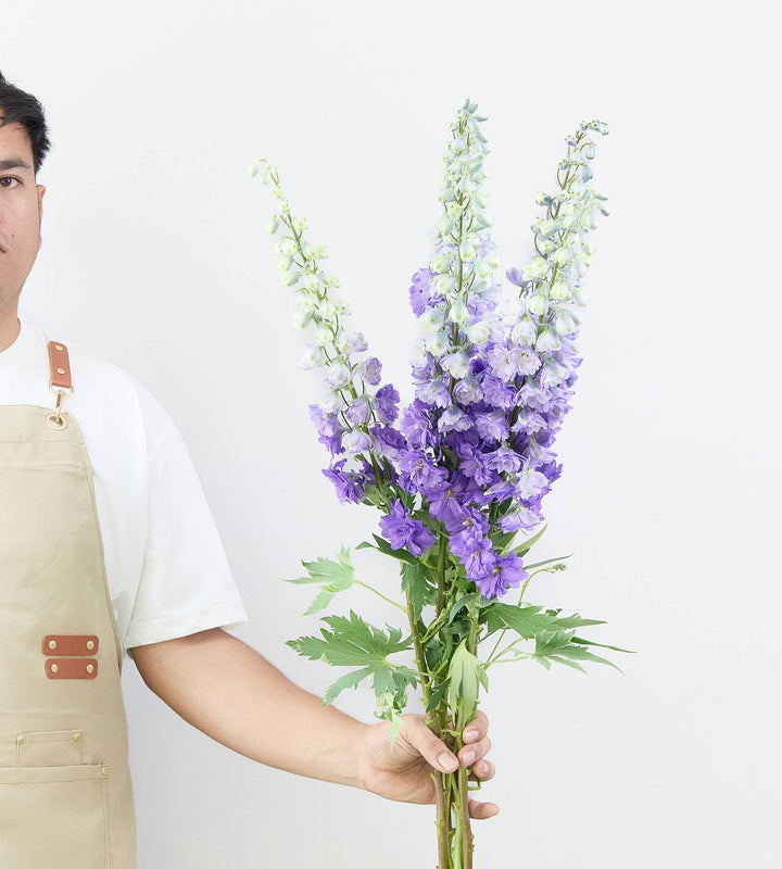 10 Stem Delphinium Purple Heart 90cm