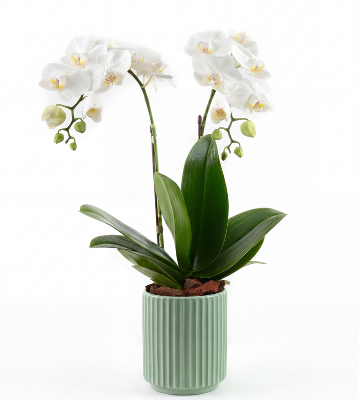 Mini orchid in green ceramic