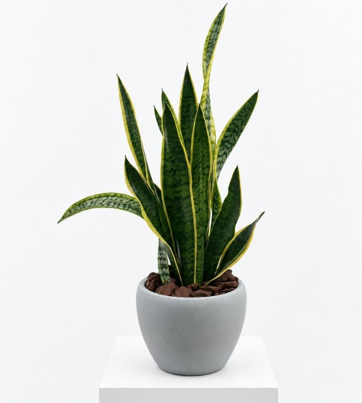Urban Green