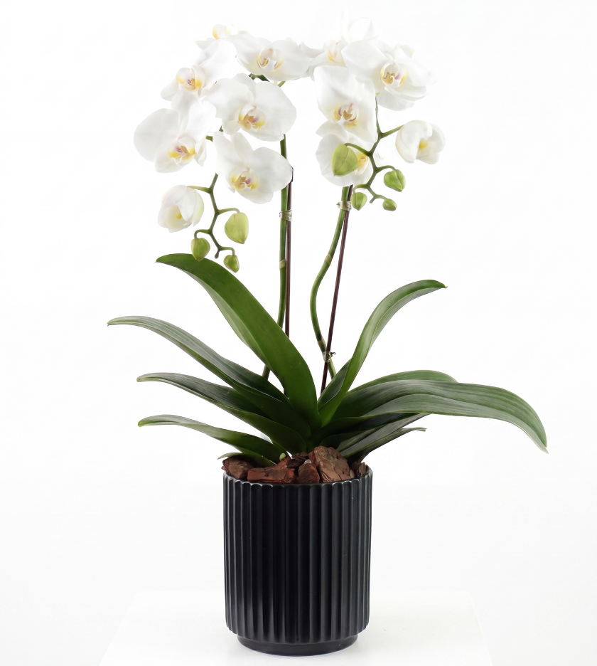Mini Orchid in Black Ceramic