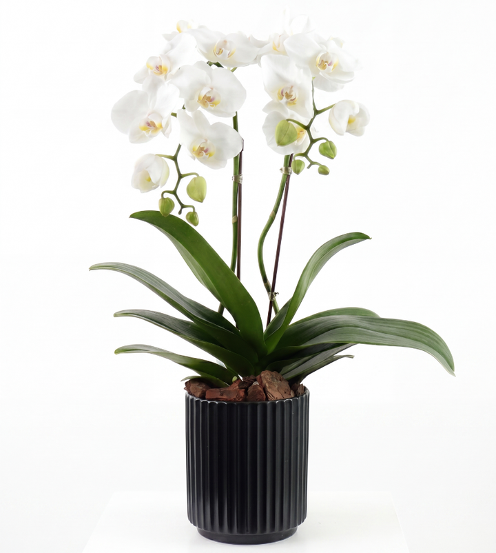 Mini orchid in black ceramic