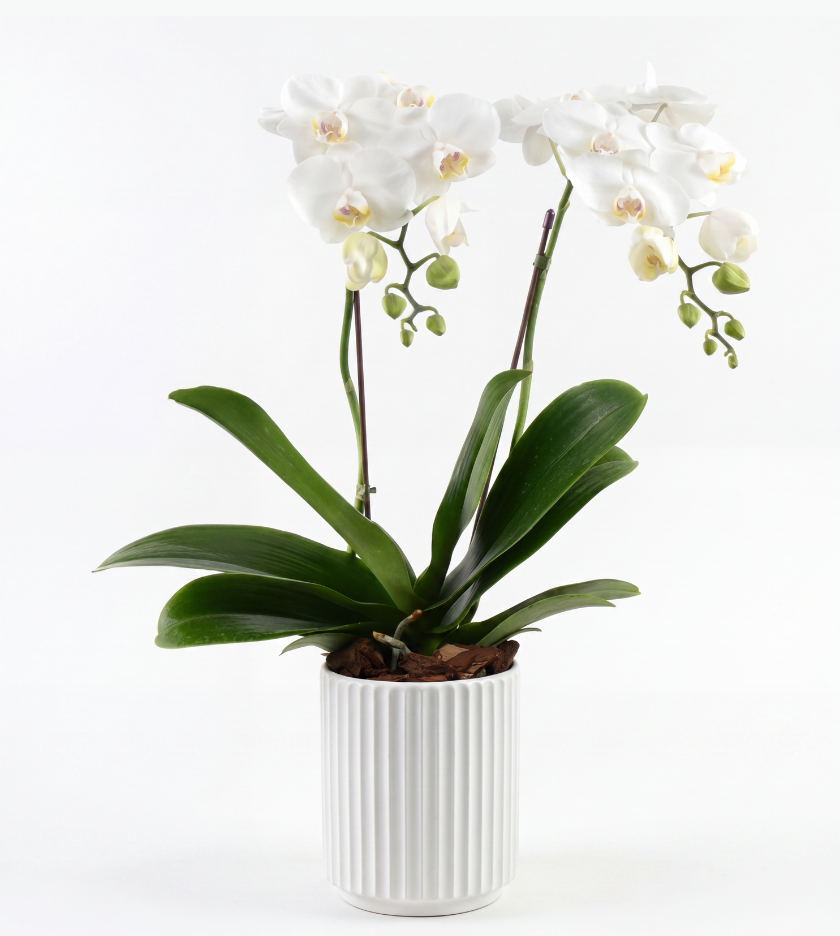 Mini Orchid in White Ceramic
