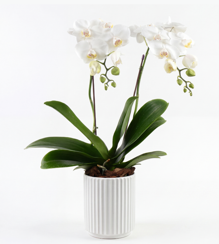 Mini orchid in white ceramic