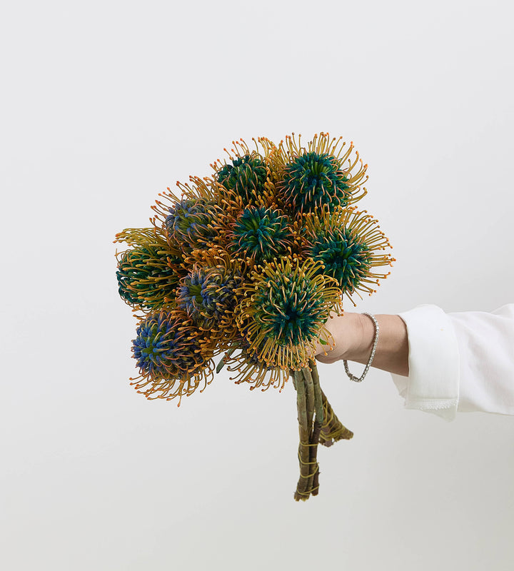 10 Leucospermum Nutan Jelena