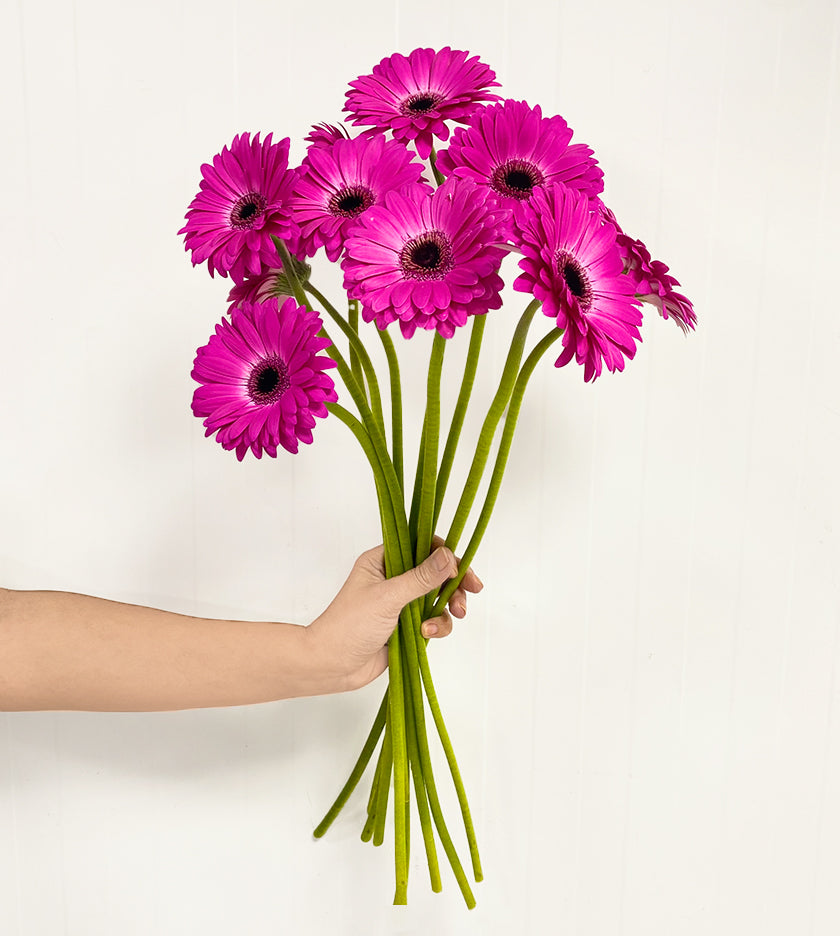 10 Stems of Gerbera Fuchsia