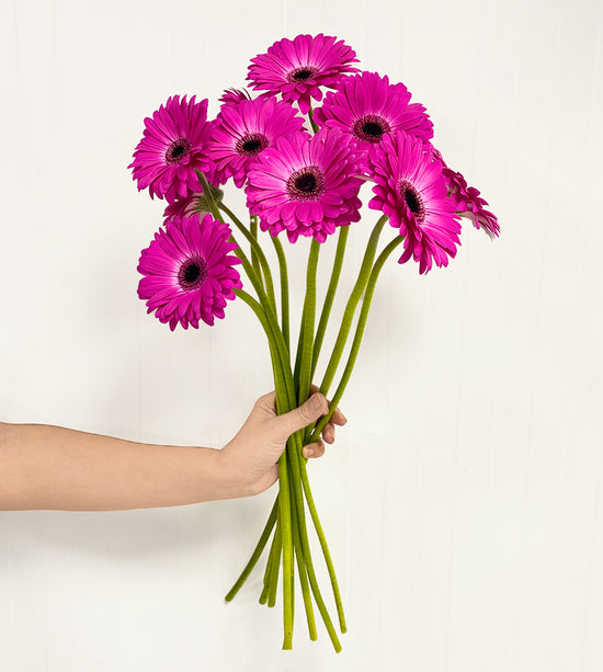10 Stems of Gerbera Fuchsia