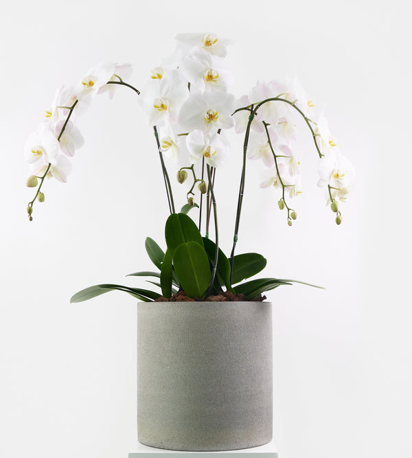 Plants