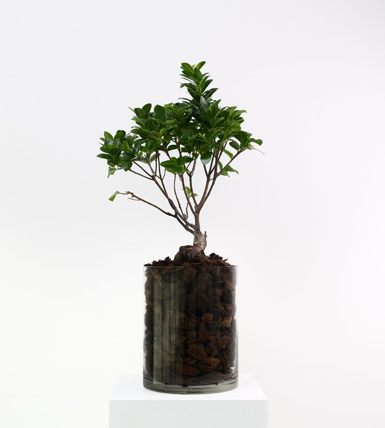 Indoor bonsai plant for home and office decor.