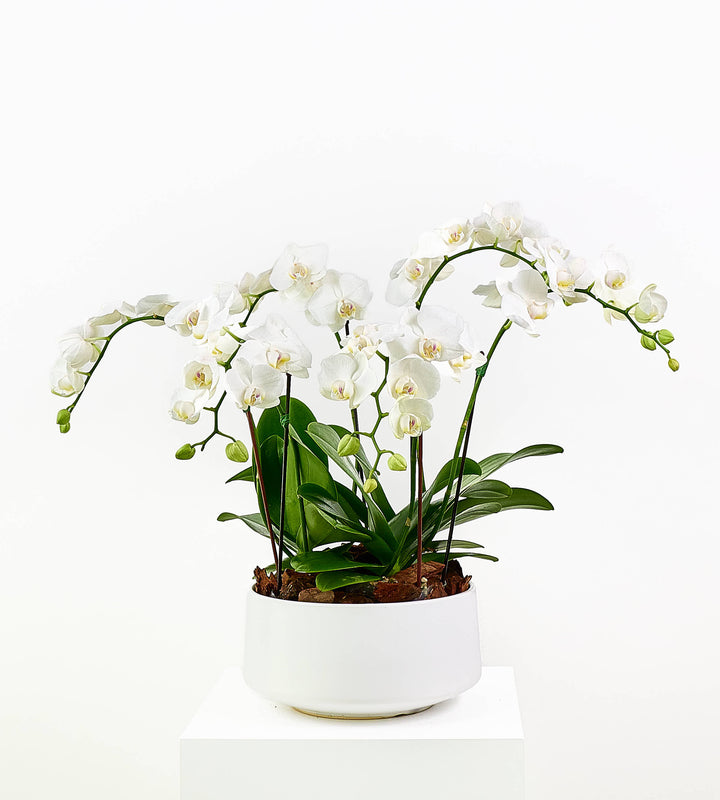 Mini Orchid in White Pot