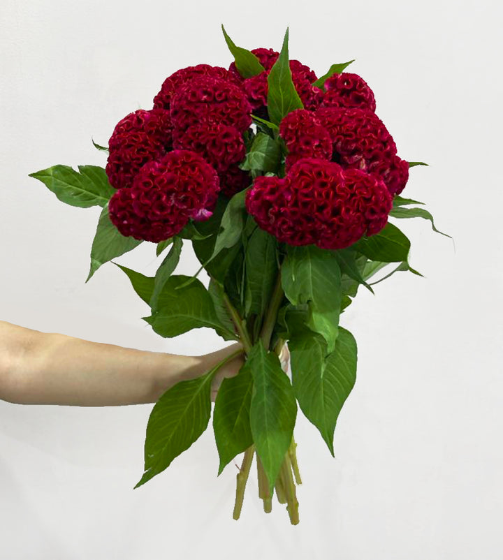 20 Celosia Red