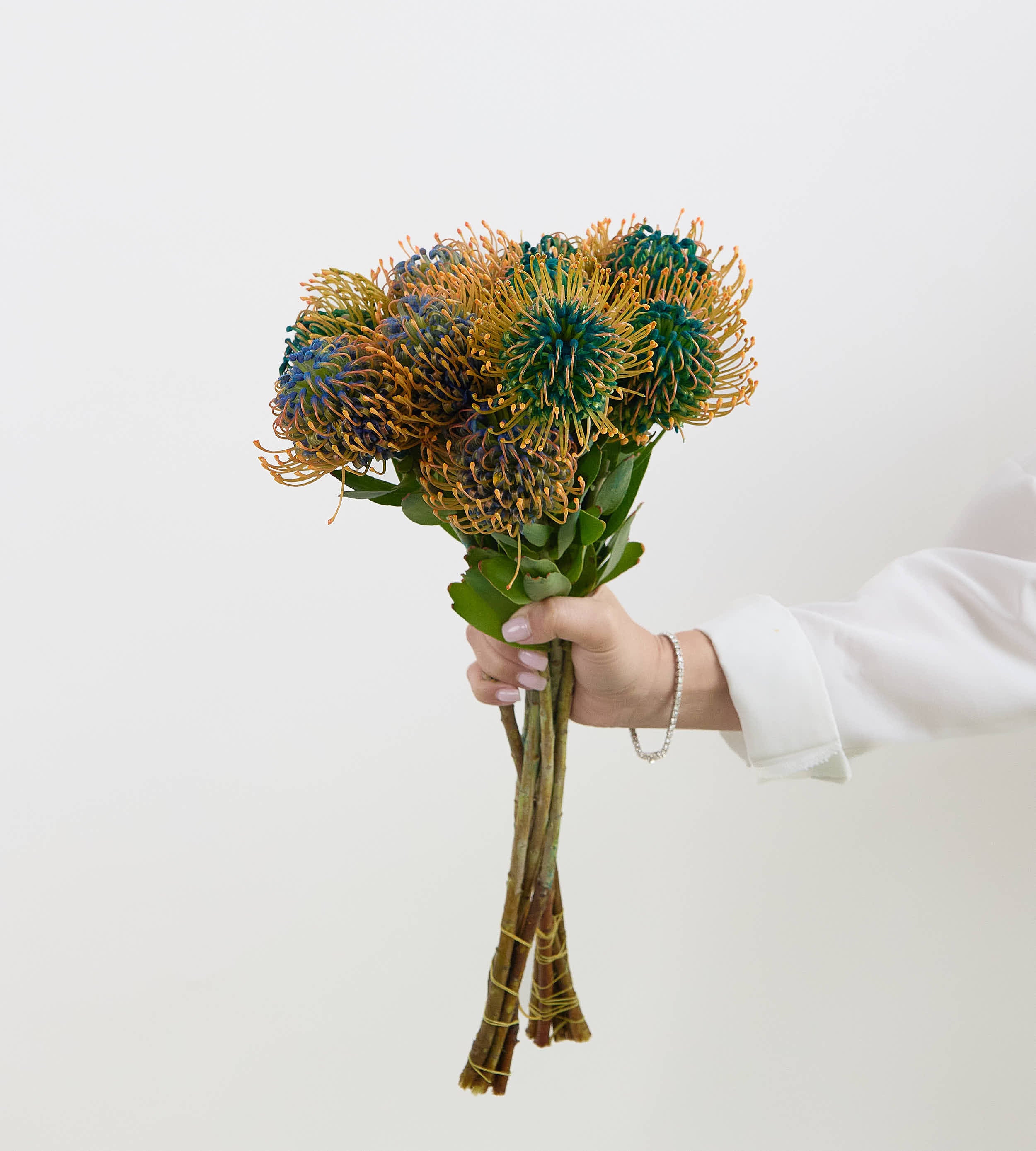 10 Leucospermum Nutan Jelena